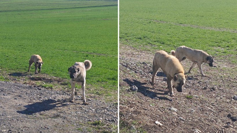 77 yaşındaki adam başıboş sokak köpekleri tarafından 25 yerinden ısırıldı - Resim : 1