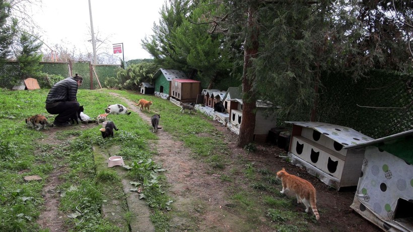 ‘Kedi Köyü’nün sınırları genişledi: 200 kedinden, bin 200 kediye çıktı - Resim: 6