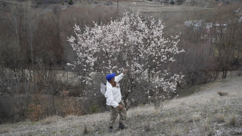 Yalancı bahara aldanıp bir gecede çiçek açtılar - Resim: 8