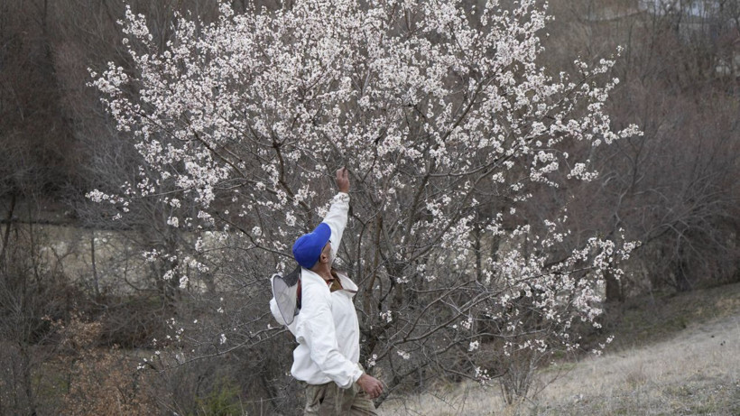 Yalancı bahara aldanıp bir gecede çiçek açtılar - Resim: 6