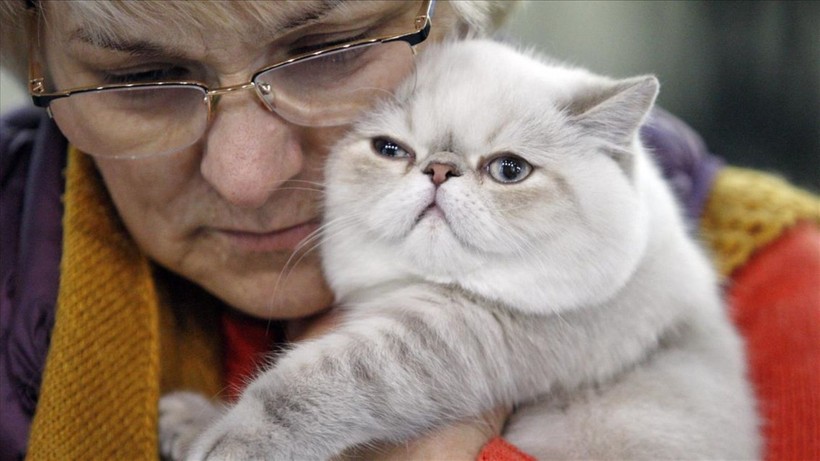 İlginç araştırma: Kedi ve köpekle yaşamak evliliğe eşdeğer - Resim: 12