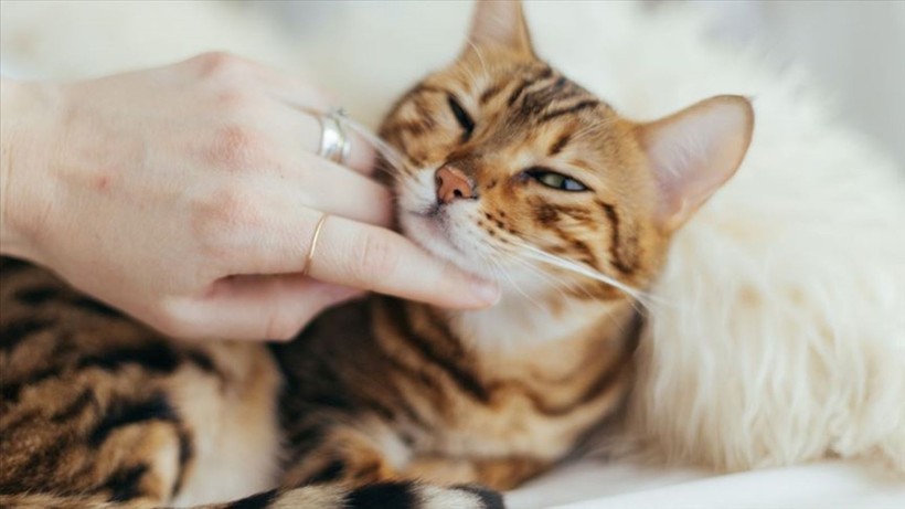 İlginç araştırma: Kedi ve köpekle yaşamak evliliğe eşdeğer - Resim: 7