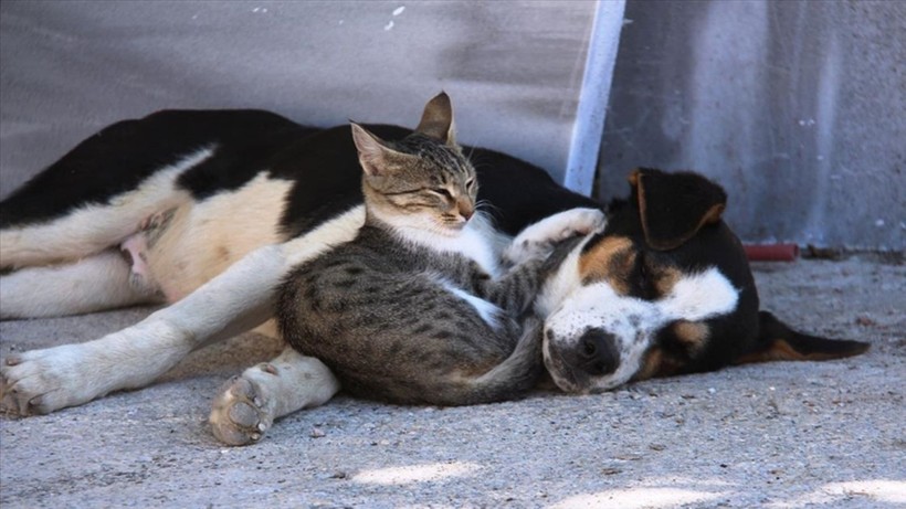 İlginç araştırma: Kedi ve köpekle yaşamak evliliğe eşdeğer - Resim: 5