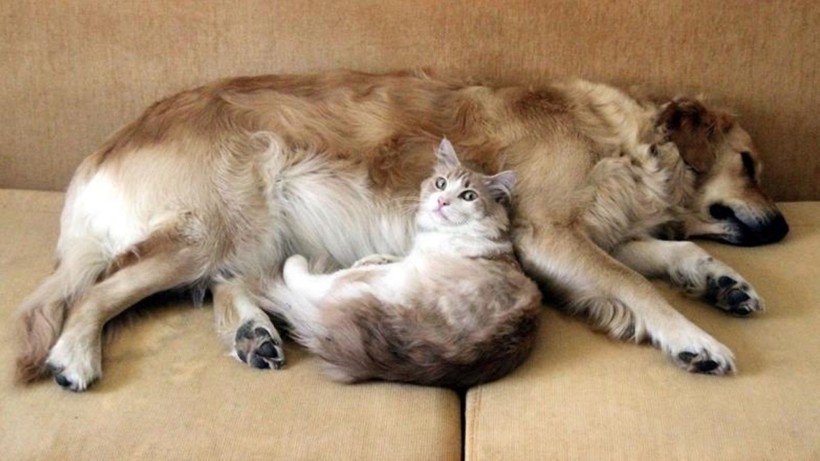 İlginç araştırma: Kedi ve köpekle yaşamak evliliğe eşdeğer - Resim: 9