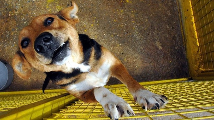 İlginç araştırma: Kedi ve köpekle yaşamak evliliğe eşdeğer - Resim: 1