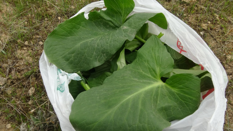 400 metrelik kayalıklarda şifa peşinde: Yılan otu için canını hiçe saydı - Resim : 2