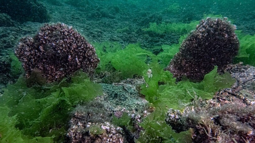 Müsilajla mücadele: Deniz çayırları ve pina midyeleri kullanılacak - Resim: 13