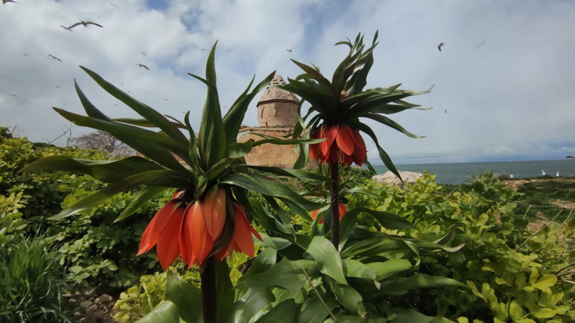 Bu adayı çok az kişi biliyor: İnsandan çok martı var - Resim: 17