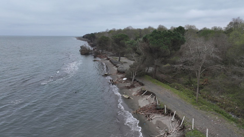 Kıyı erozyonu sahili vurdu: Ağaçlar sıra sıra devrildi - Resim: 10