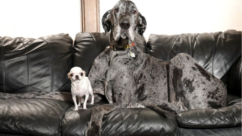 Dünyanın en uzun köpeğiyle en küçük köpeği yan yana - Resim: 1