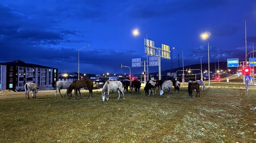 Aç kalan yılkı atları şehre indi - Resim: 1