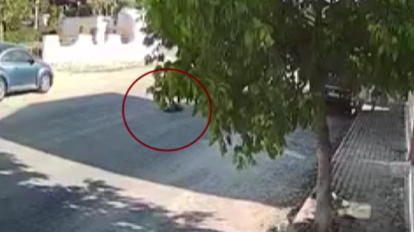 Otobüs şoförü, köpeği bilerek öldürdü - Resim : 1