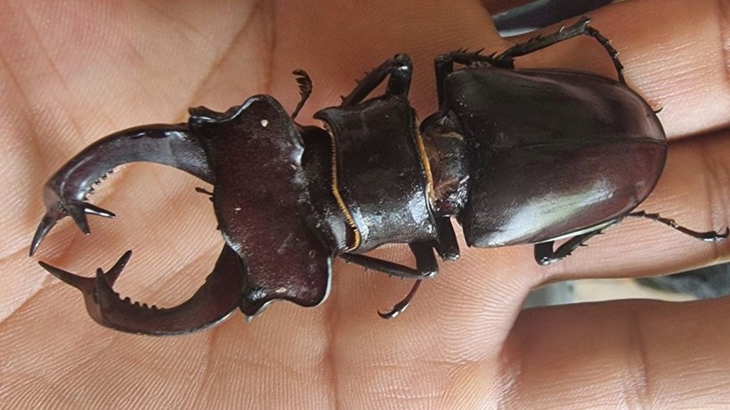 Parmak büyüklüğünde! Öldürmenin ya da satmanın cezası 557 bin TL - Resim: 1