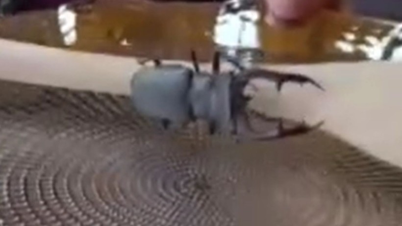 Parmak büyüklüğünde! Öldürmenin ya da satmanın cezası 557 bin TL - Resim: 4