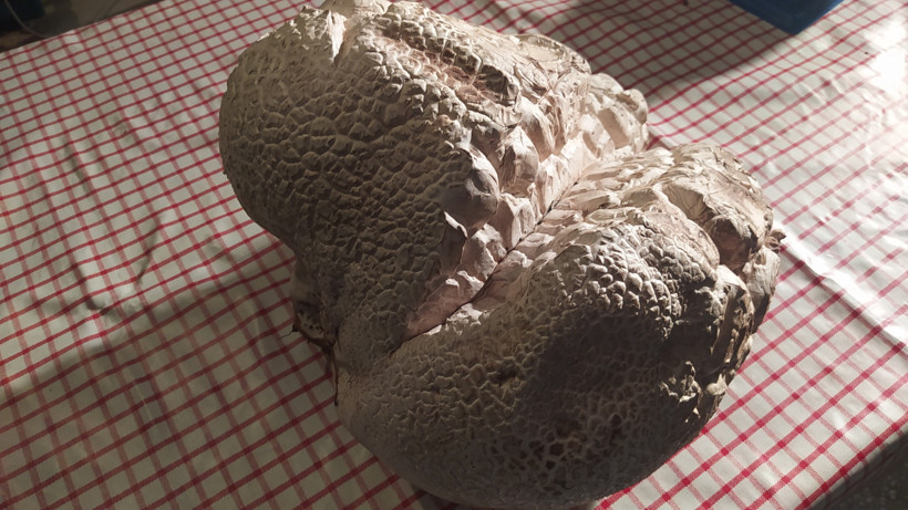 Gözlerine inanamadılar: 'İlk defa böyle bir şey görüyorum, taş zannettim' - Resim : 1