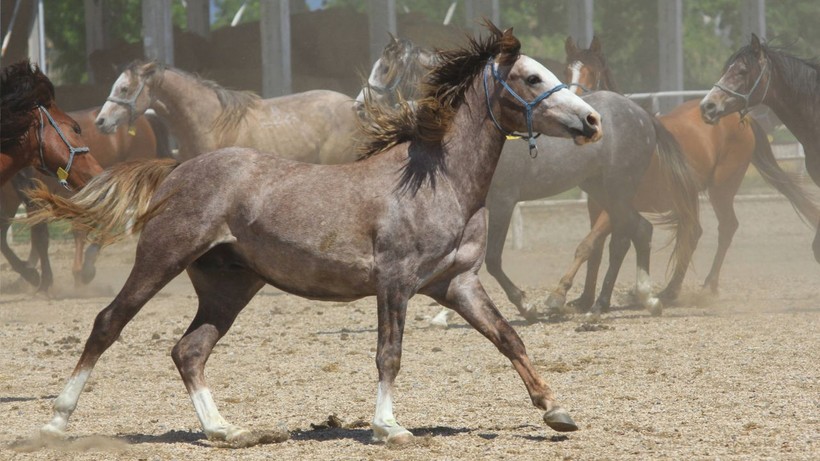 Koşmadan servet kazanıyor: Litresi 2,5 milyon lira ve yok satıyor - Resim: 4