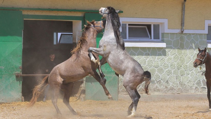 Koşmadan servet kazanıyor: Litresi 2,5 milyon lira ve yok satıyor - Resim: 3