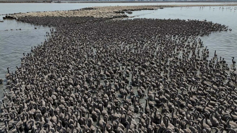 13 bin flamingo İzmir Kuş Cenneti'nde - Resim: 1