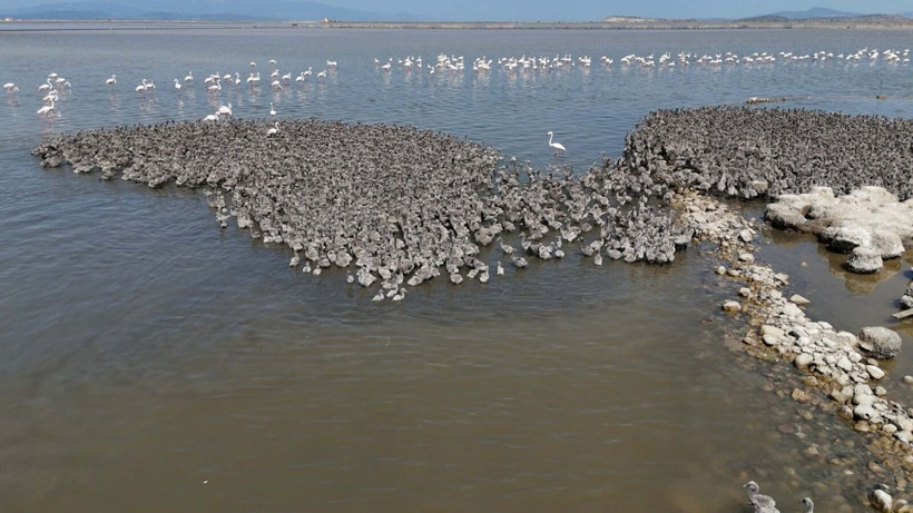 13 bin flamingo İzmir Kuş Cenneti'nde - Resim: 5