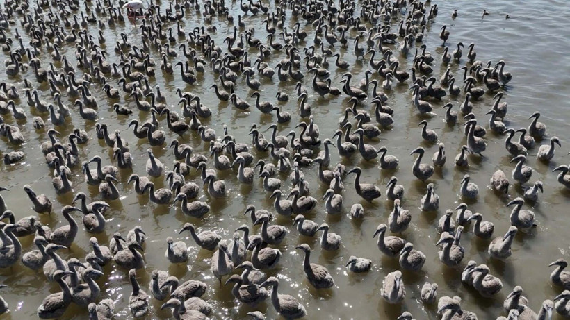 13 bin flamingo İzmir Kuş Cenneti'nde - Resim: 2