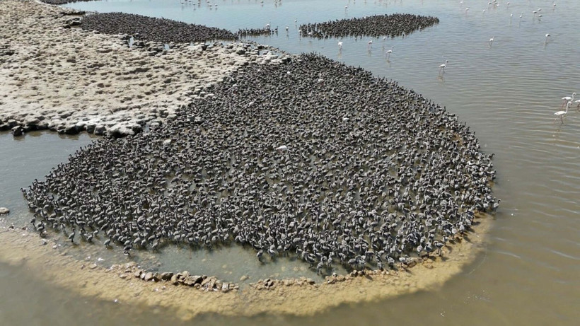 13 bin flamingo İzmir Kuş Cenneti'nde - Resim: 3