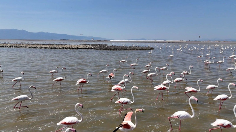 13 bin flamingo İzmir Kuş Cenneti'nde - Resim: 8