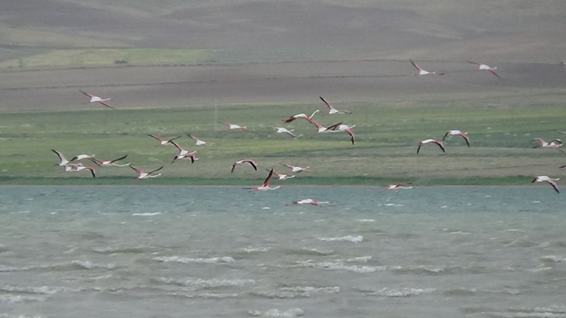 Erçek gölünde pembe bir masal: Flamingolar yine büyüledi - Resim: 4