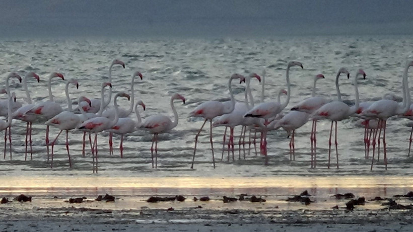 Erçek gölünde pembe bir masal: Flamingolar yine büyüledi - Resim: 5