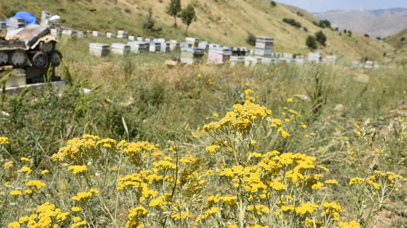 Bal üretimi düştü: Arı kayıpları kapıda! - Resim : 2