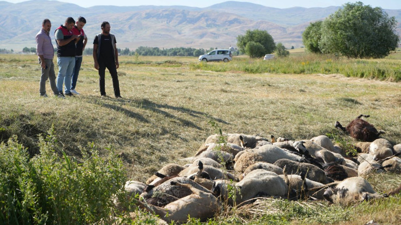 Sürü panik oldu 150 koyun izdihamda öldü - Resim: 1