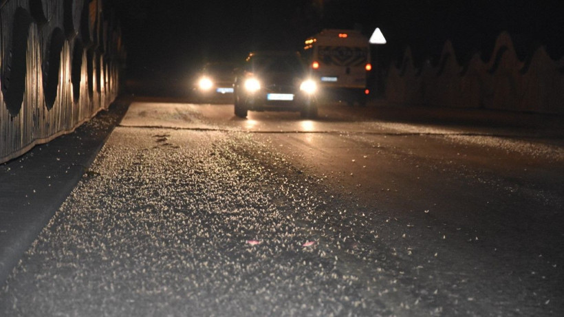 Aynı gün çiftleşip toplu halde öldüler - Resim: 4
