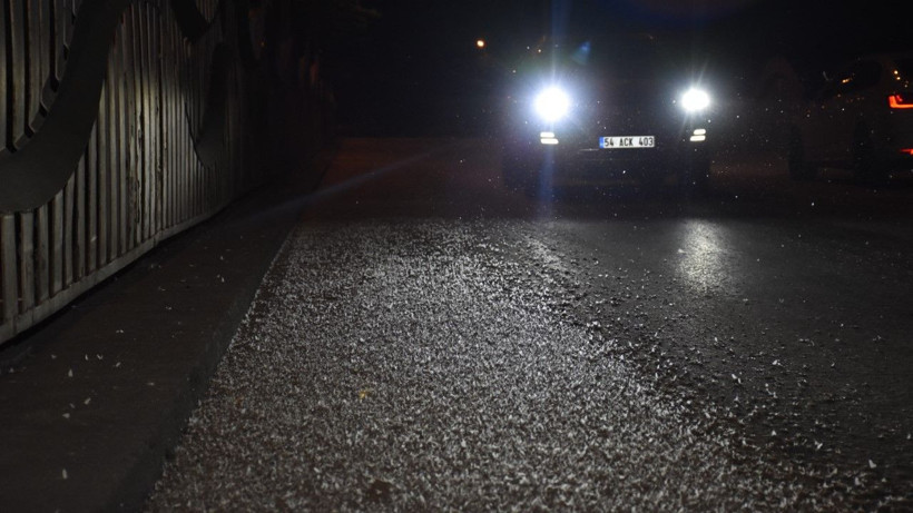 Aynı gün çiftleşip toplu halde öldüler - Resim: 12