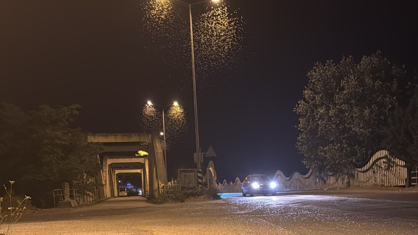 Aynı gün çiftleşip toplu halde öldüler - Resim: 13