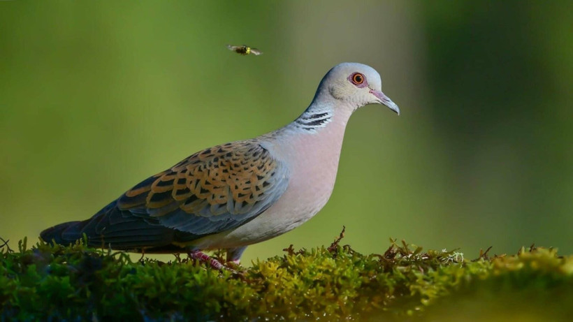 Yangın kuşların yuvasını da yaktı: Bir daha gelmeyecekler - Resim: 6