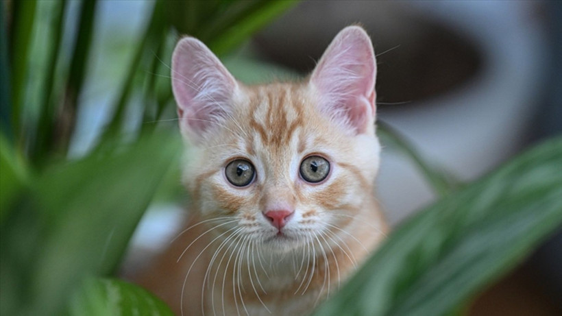 Kedinizin sizi sevdiğini gösteren 4 işaret - Resim: 2