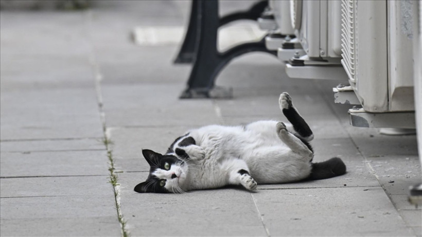 Kedinizin sizi sevdiğini gösteren 4 işaret - Resim: 4