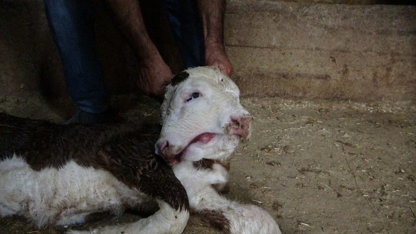 Besici gözlerine inanamadı: Malatya’da çift başlı buzağı doğdu - Resim : 2