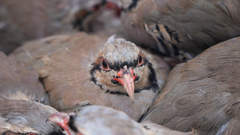 Kene mücadelesinde 1 milyona yakın keklik doğaya salındı - Resim : 1