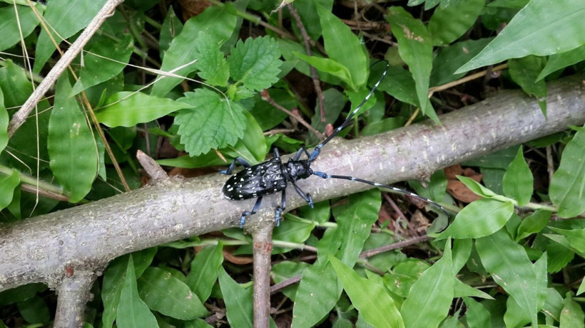 Trabzon’da ‘Drakula’ alarmı! Binlerce dekarlık fındık bahçesi yok edildi - Resim : 1