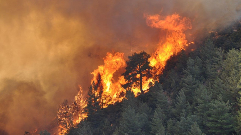 Mersin'de orman yangını - Resim: 6