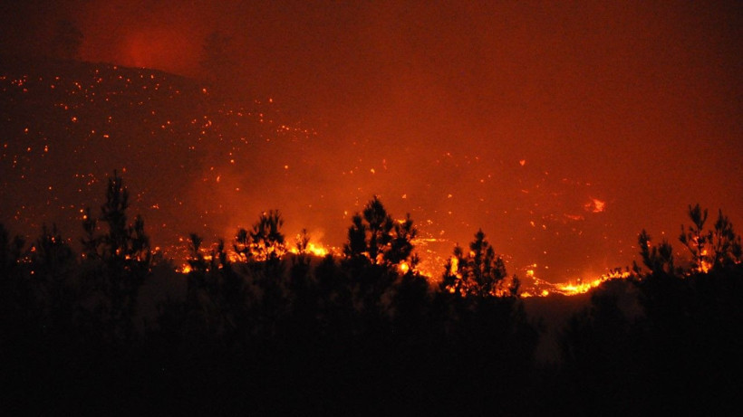 Mersin'de orman yangını - Resim: 15