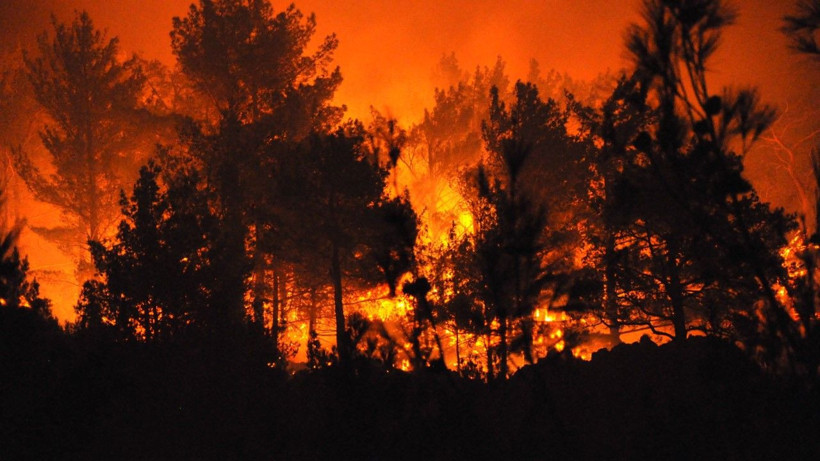 Mersin'de orman yangını - Resim: 17