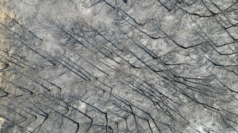 Hatay'da yangınlar söndü, geriye acı görüntüler kaldı - Resim: 7