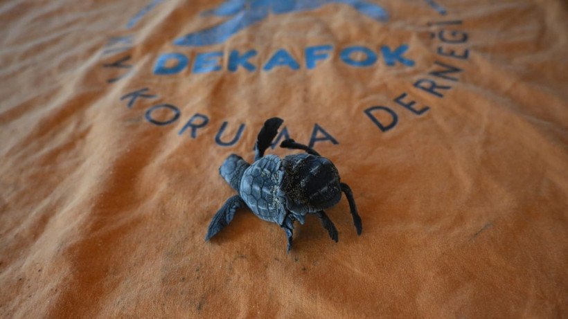 İlk defa görüldü: Siyam ikizi caretta carettalar yuvadan çıktı - Resim : 1