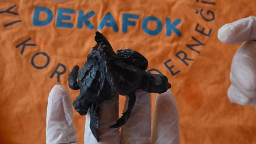 Türkiye'de ilk kez görüldü - Resim: 5