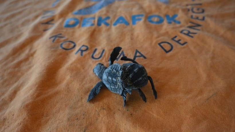 Türkiye'de ilk kez görüldü - Resim: 4