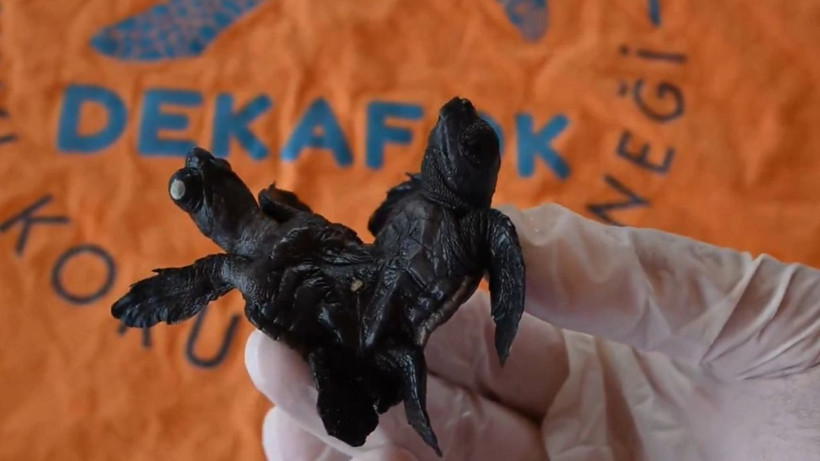 Türkiye'de ilk kez görüldü - Resim: 3