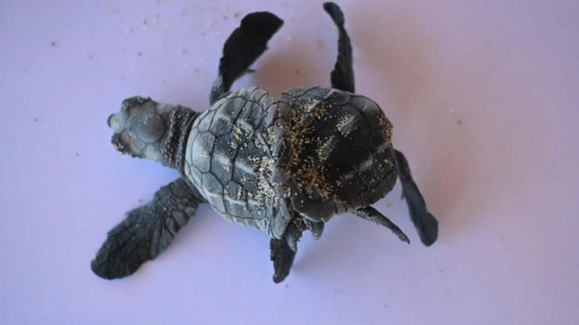 Türkiye'de ilk kez görüldü - Resim: 2