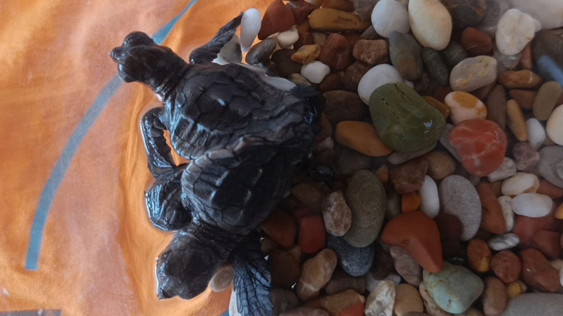 Türkiye'de ilk kez görüldü - Resim: 1