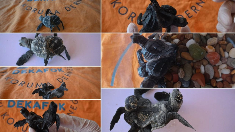 Türkiye'de ilk kez görüldü - Resim: 7